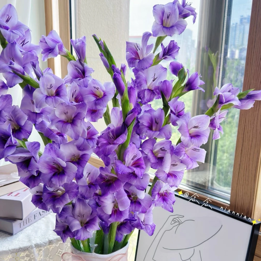 【毕业季花材】剑兰节节高，步步高升（20%耗损不售后介意勿拍）