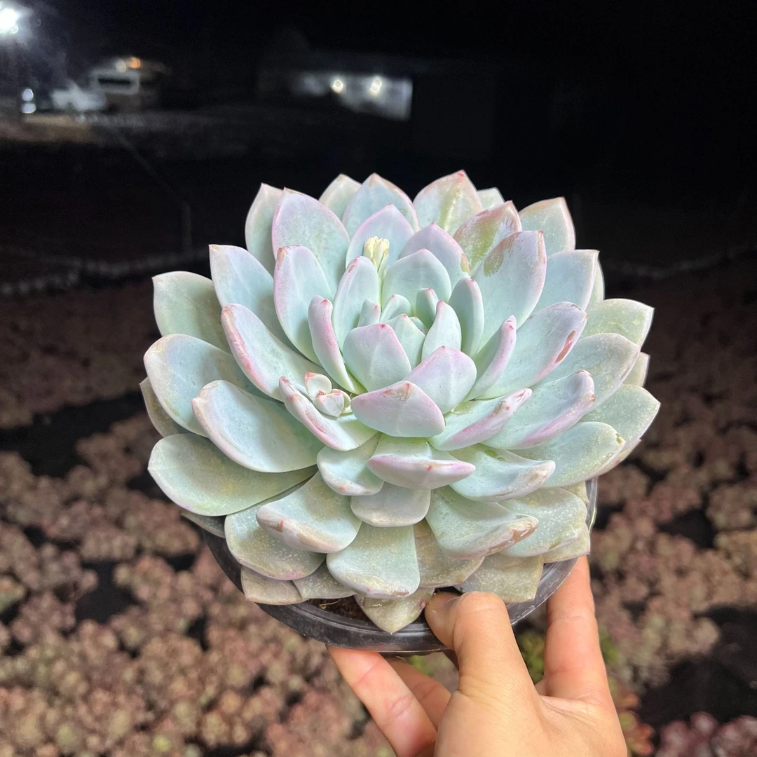 橙梦露[云贵精品多肉]好看好养