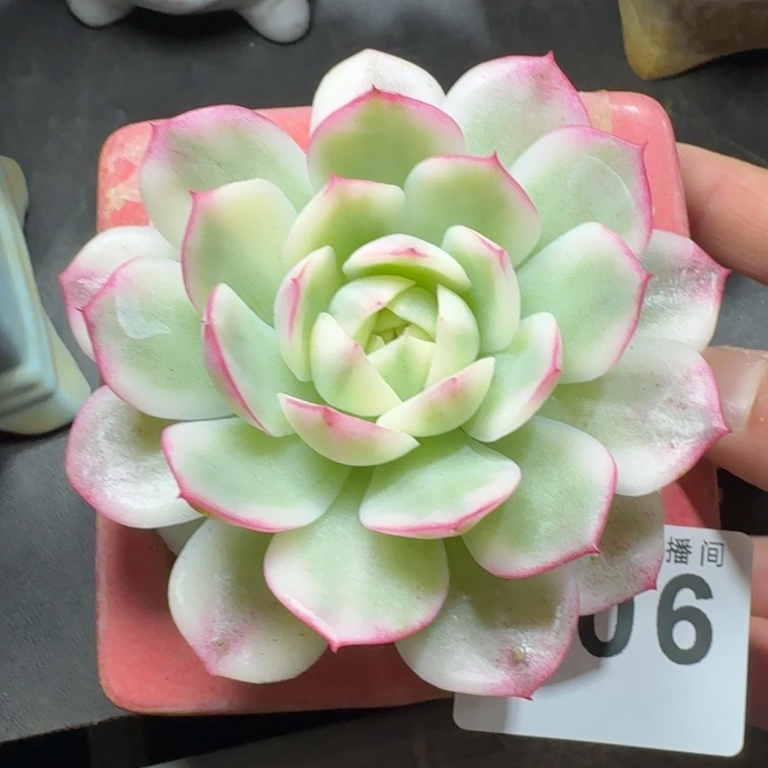 荷花锦          摇身一变高富帅，一夜暴富动作快