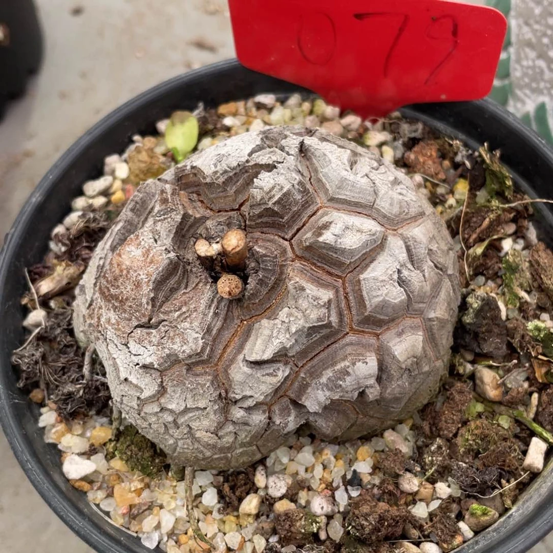 定盆定养龟甲龙8.3公分