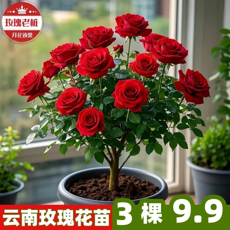 【云南】四季玫瑰花苗大花浓香月季老桩花卉绿植盆栽阳台庭院植物