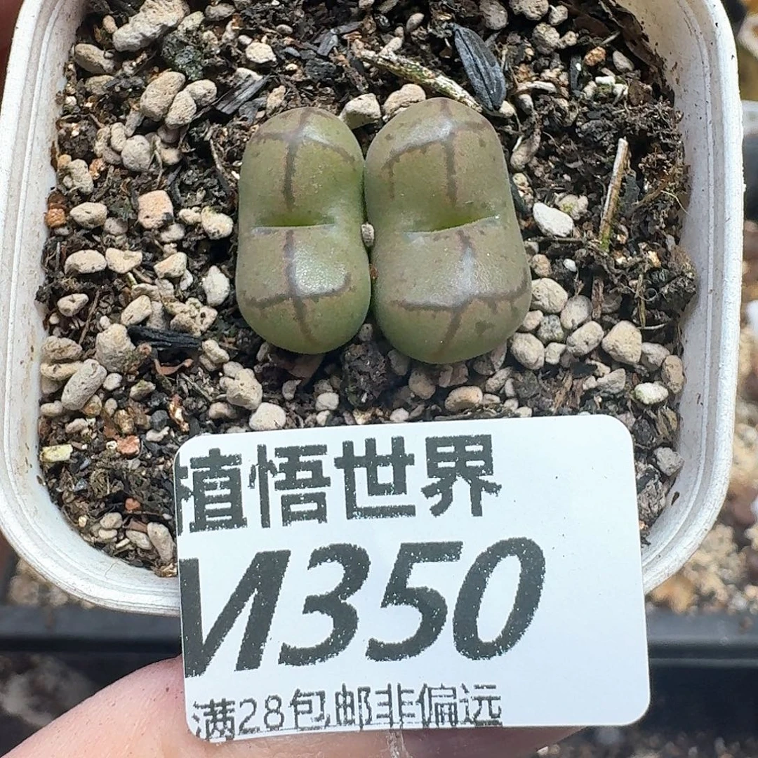 多肉植物的润泽发发