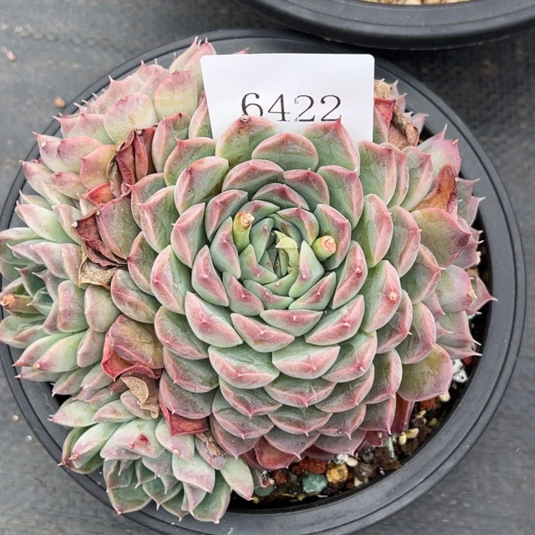 6422多肉多多的福利