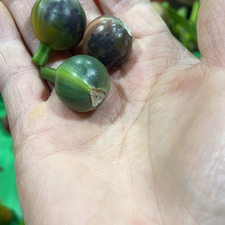 完全开放君子兰四季开花稀释