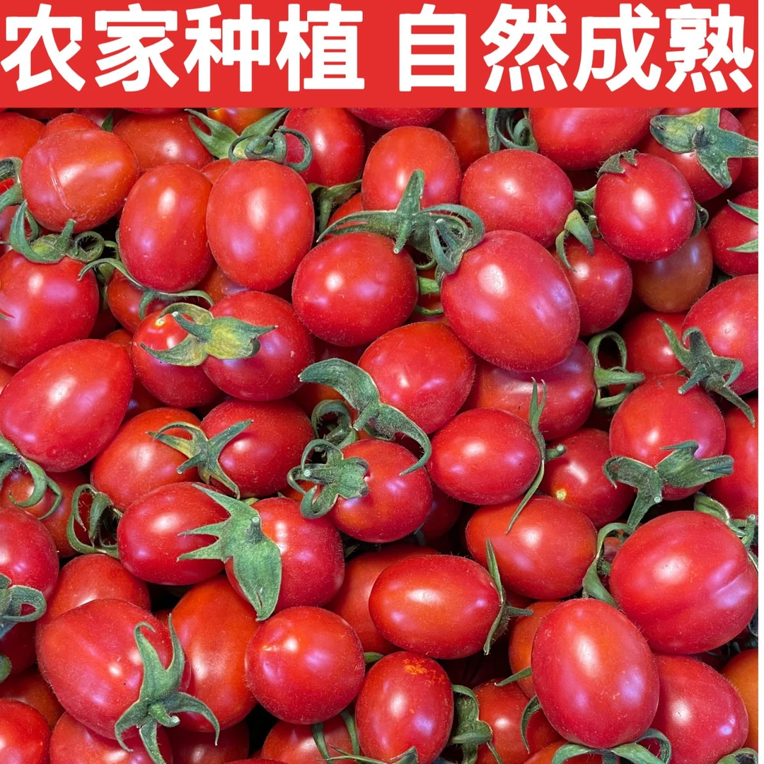 【露天小番茄】云南高原爆汁浓郁硬皮小番茄酸甜比非千禧低脂