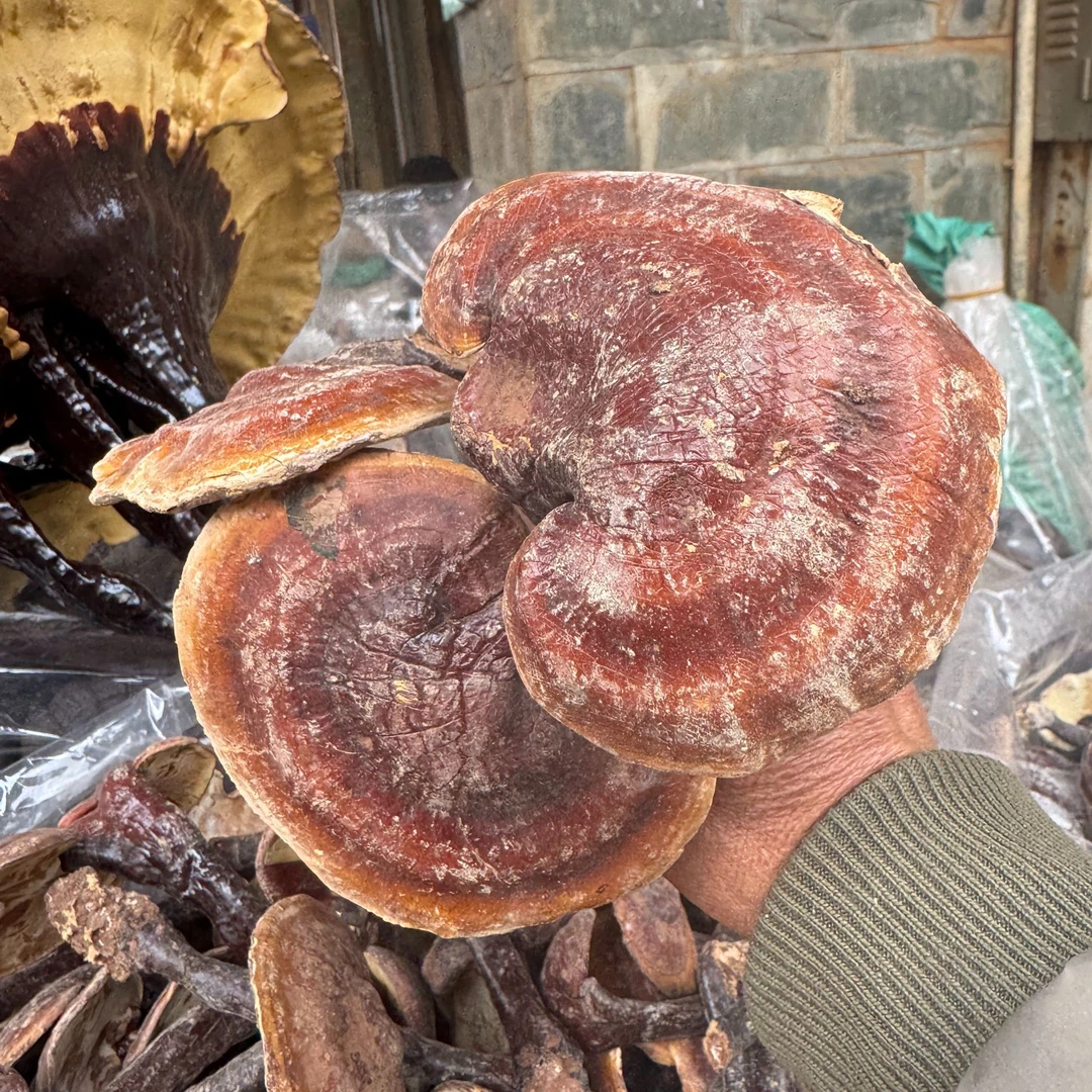 红灵芝、林下红灵芝、云南红灵芝可煲汤