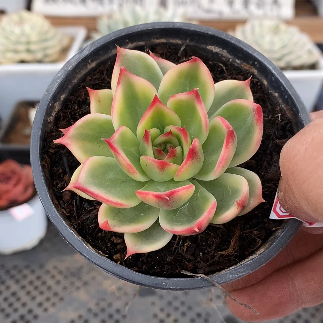 2305 桃花覆轮锦