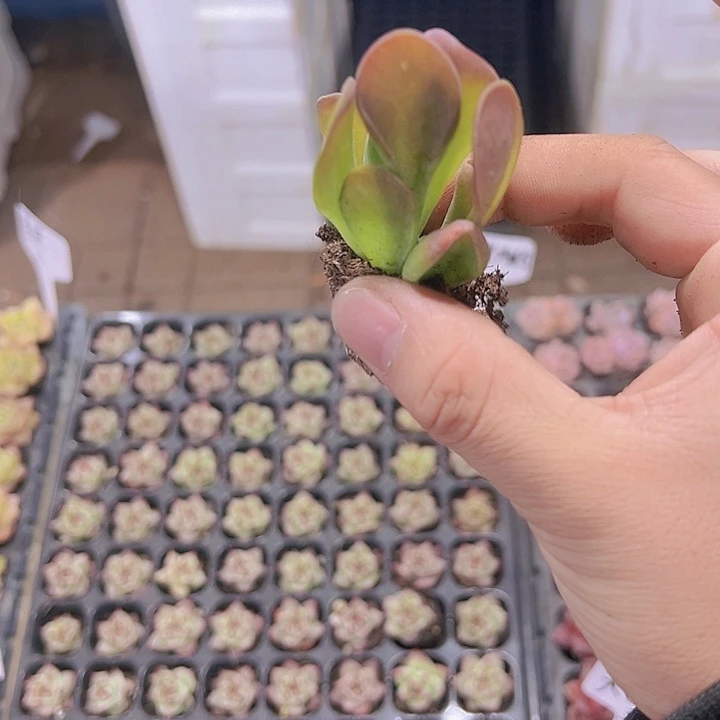 火狐狸 满10颗包邮