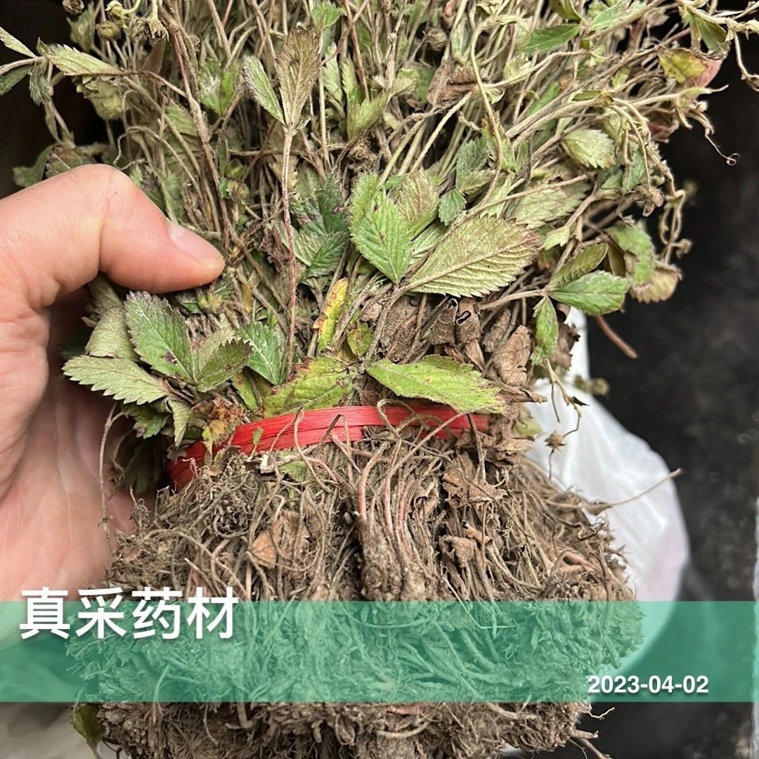 广西千打锤 别名小打不死 地蜂子 天青地红