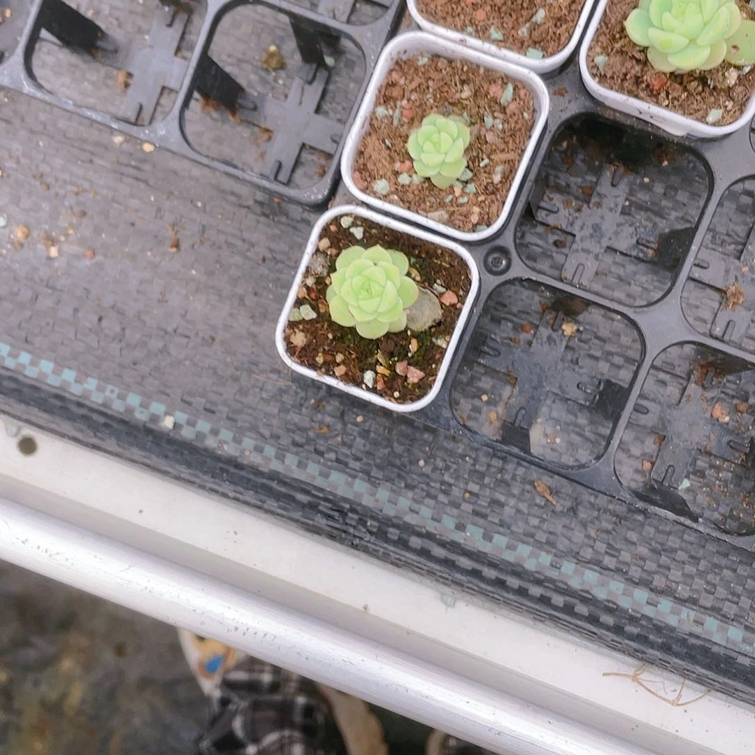 隐藏中苗盆一个满25包邮