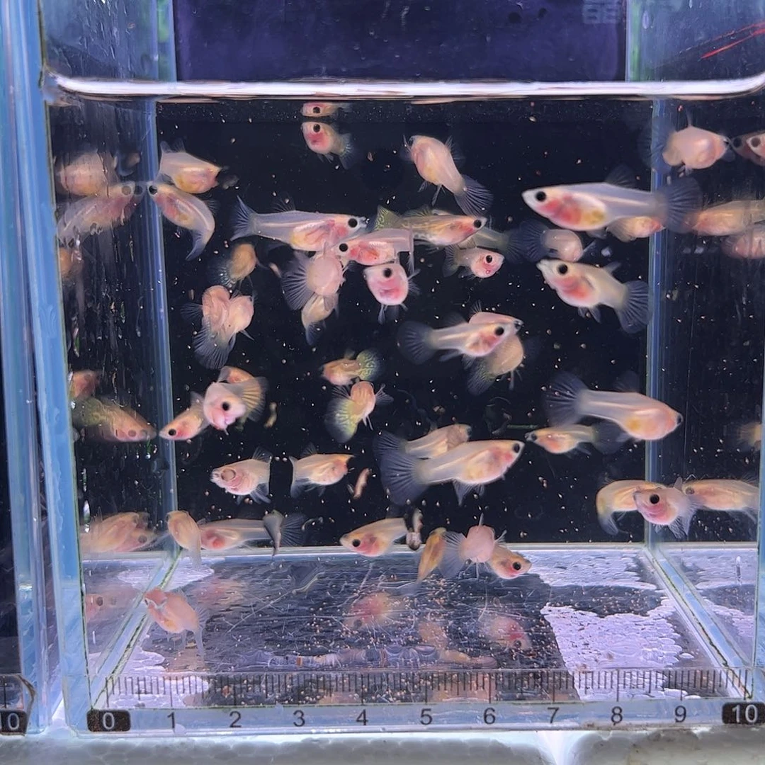 孔雀鱼黄蕾丝玻璃猫10条母多鱼龄小