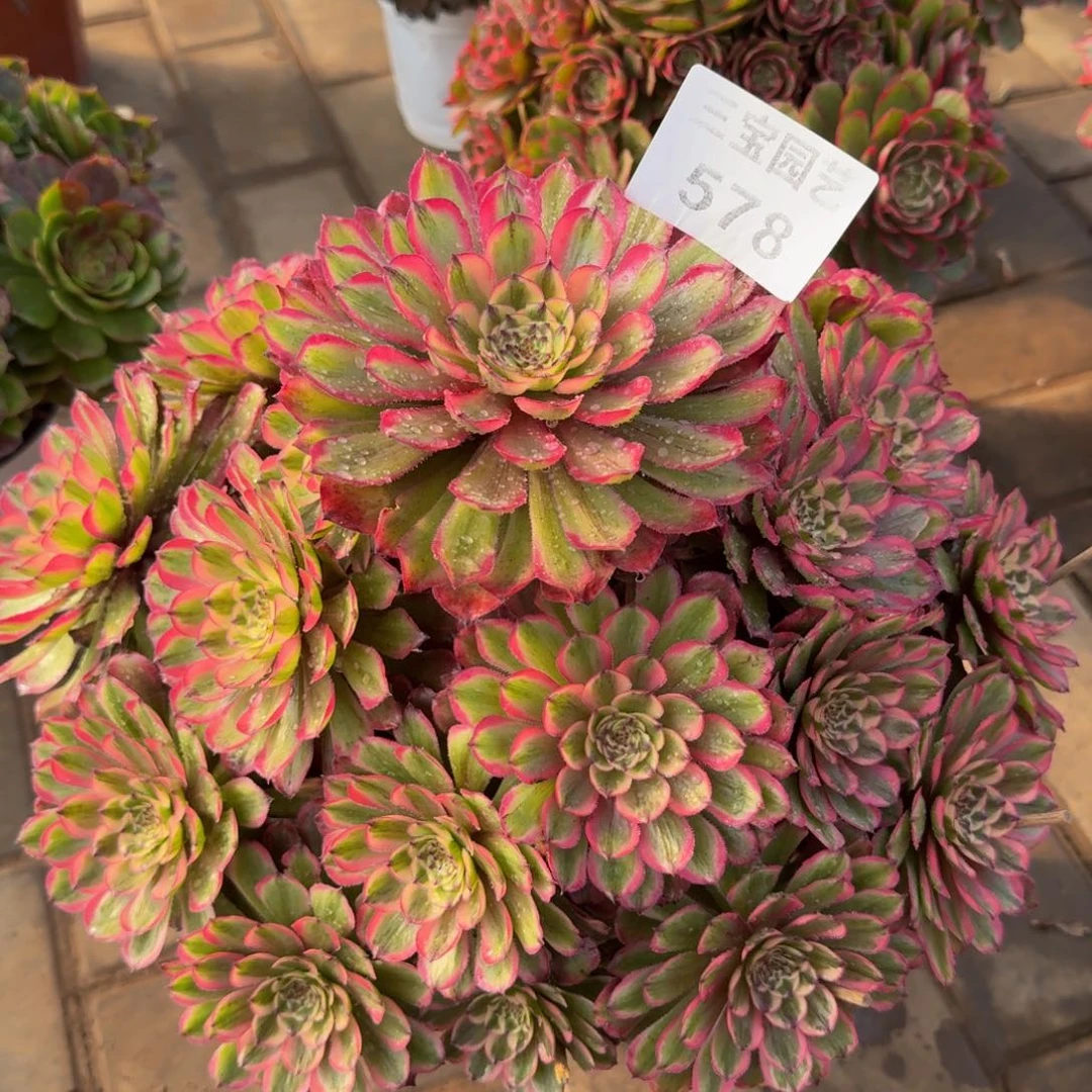 菲****漆多肉植物578粉玲珑