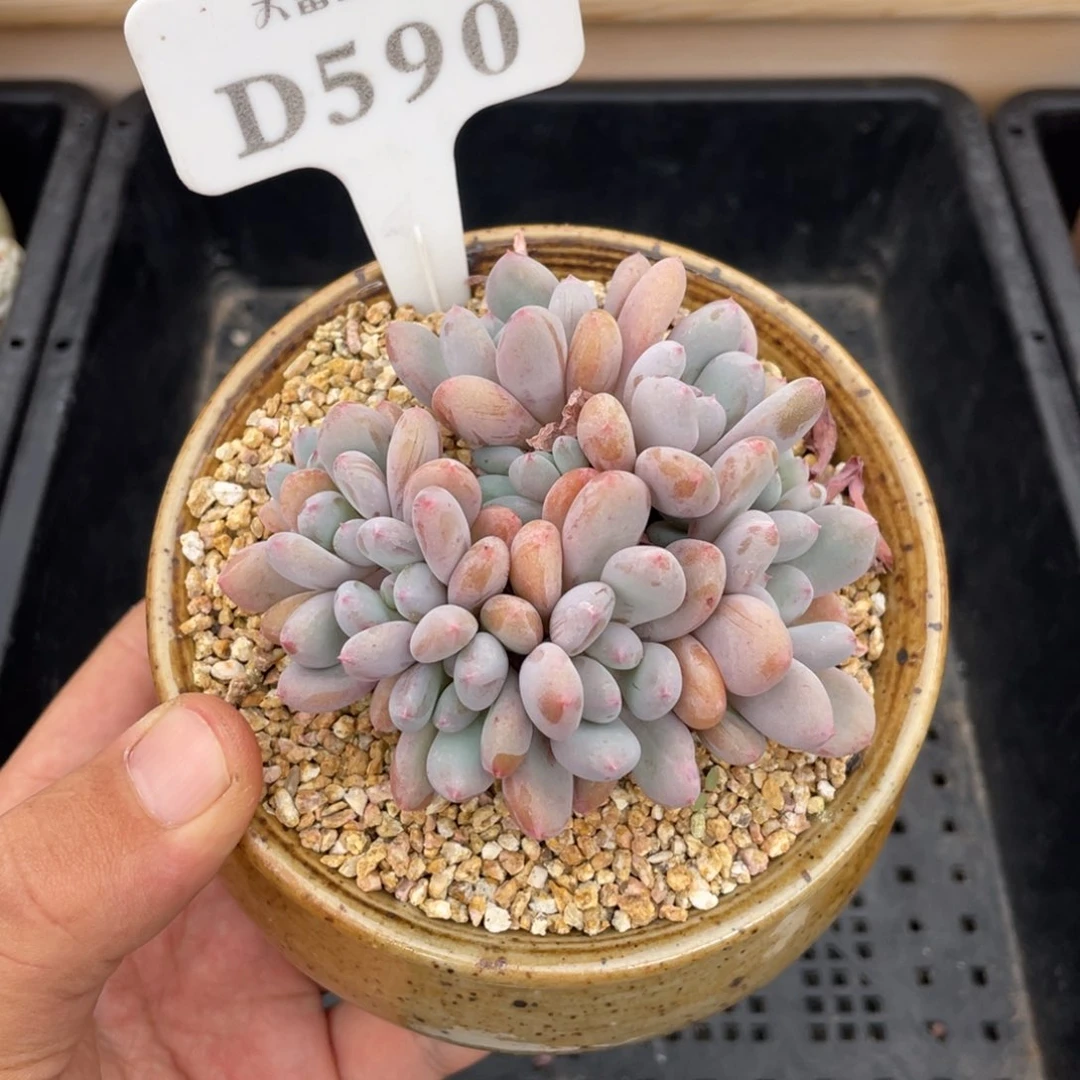 590香香雪不带盆9厘米
