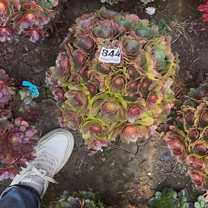 拉丝花27-46包邮花花