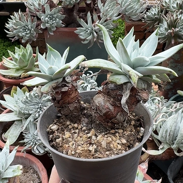 双头雪山一物一拍050