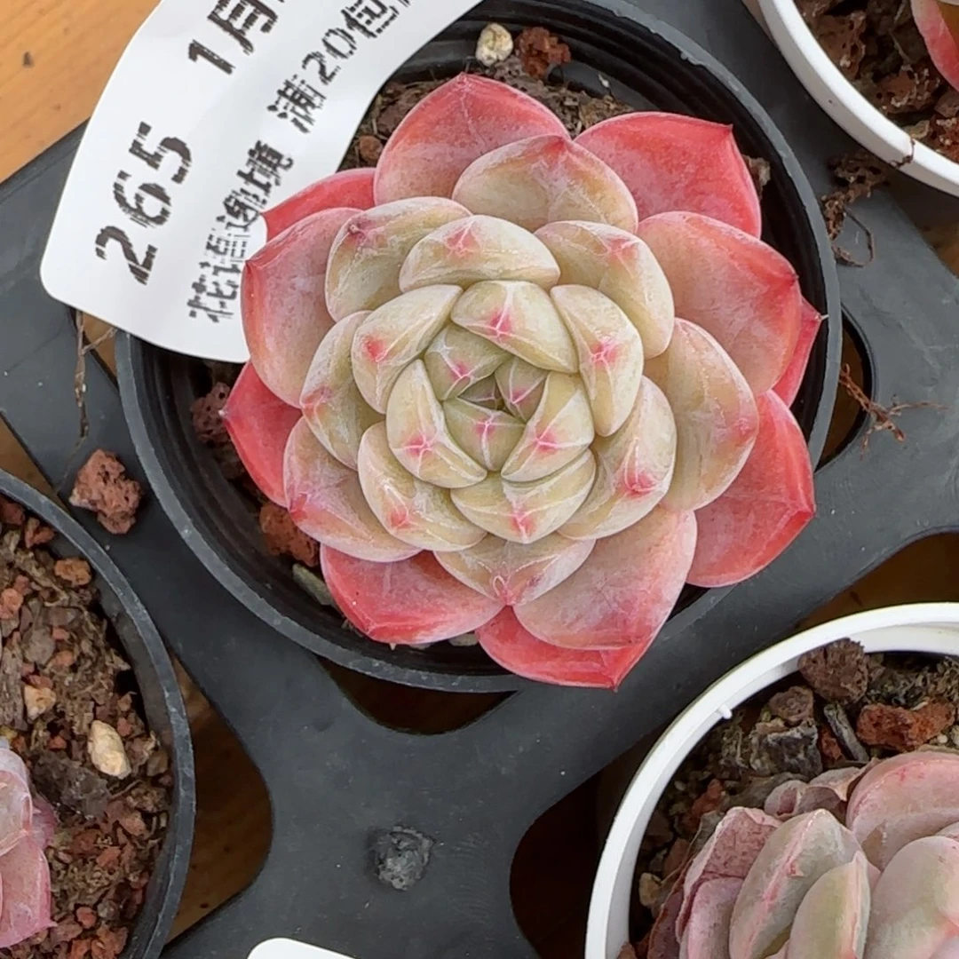 花语逸境0124-265