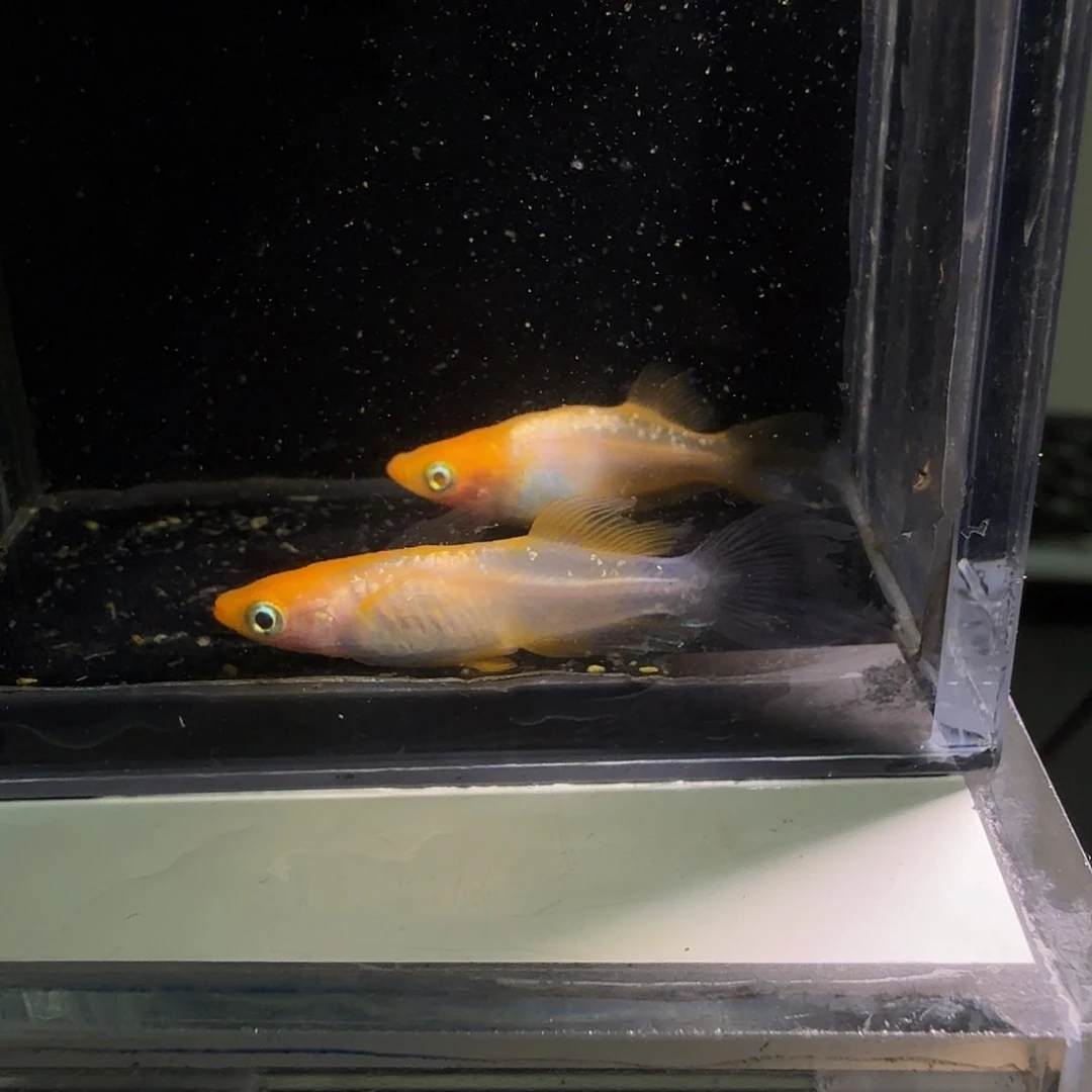 青鳉鱼一物一拍841