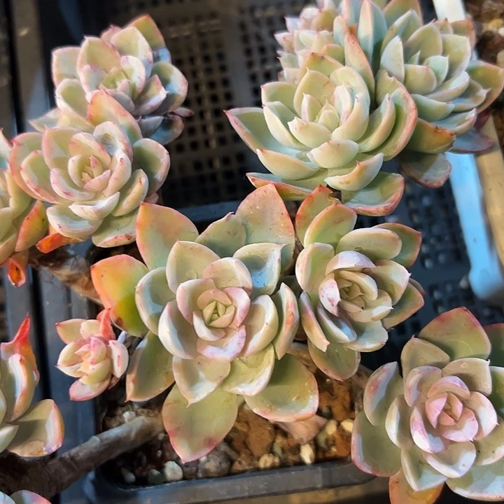 幸运的是我还在努力地