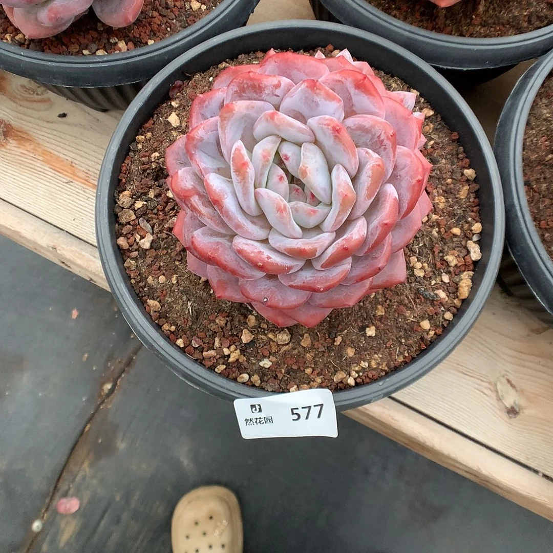 577梦露多肉植物666
