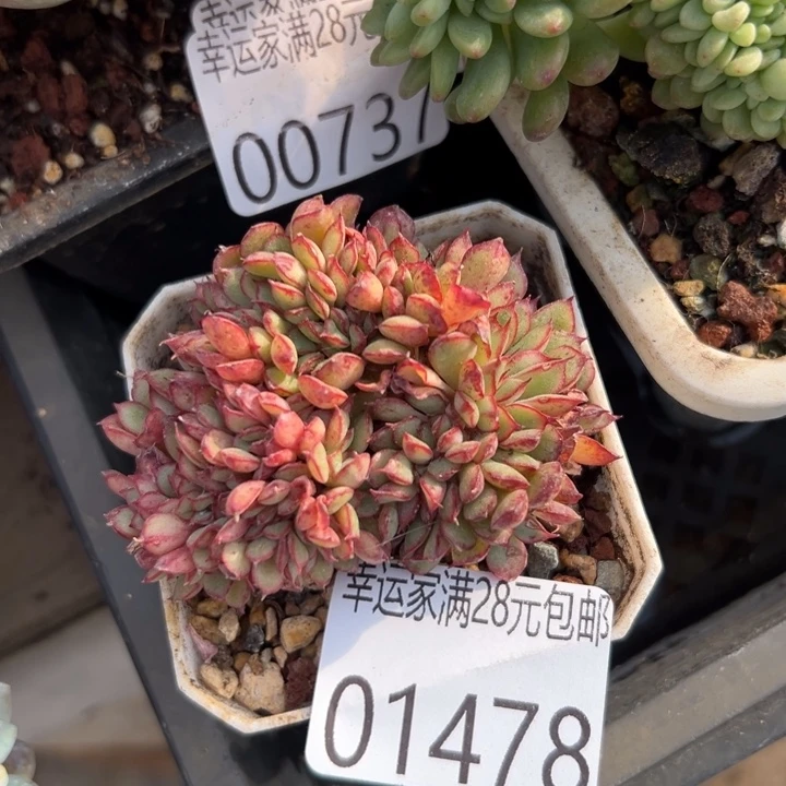 幸运儿是一位非常幸运