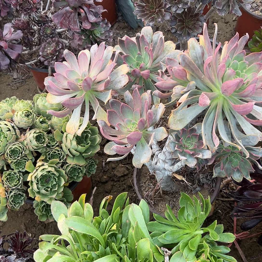 多肉植物老庄绯红
