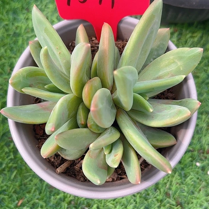 海洋之歌7579多肉植物