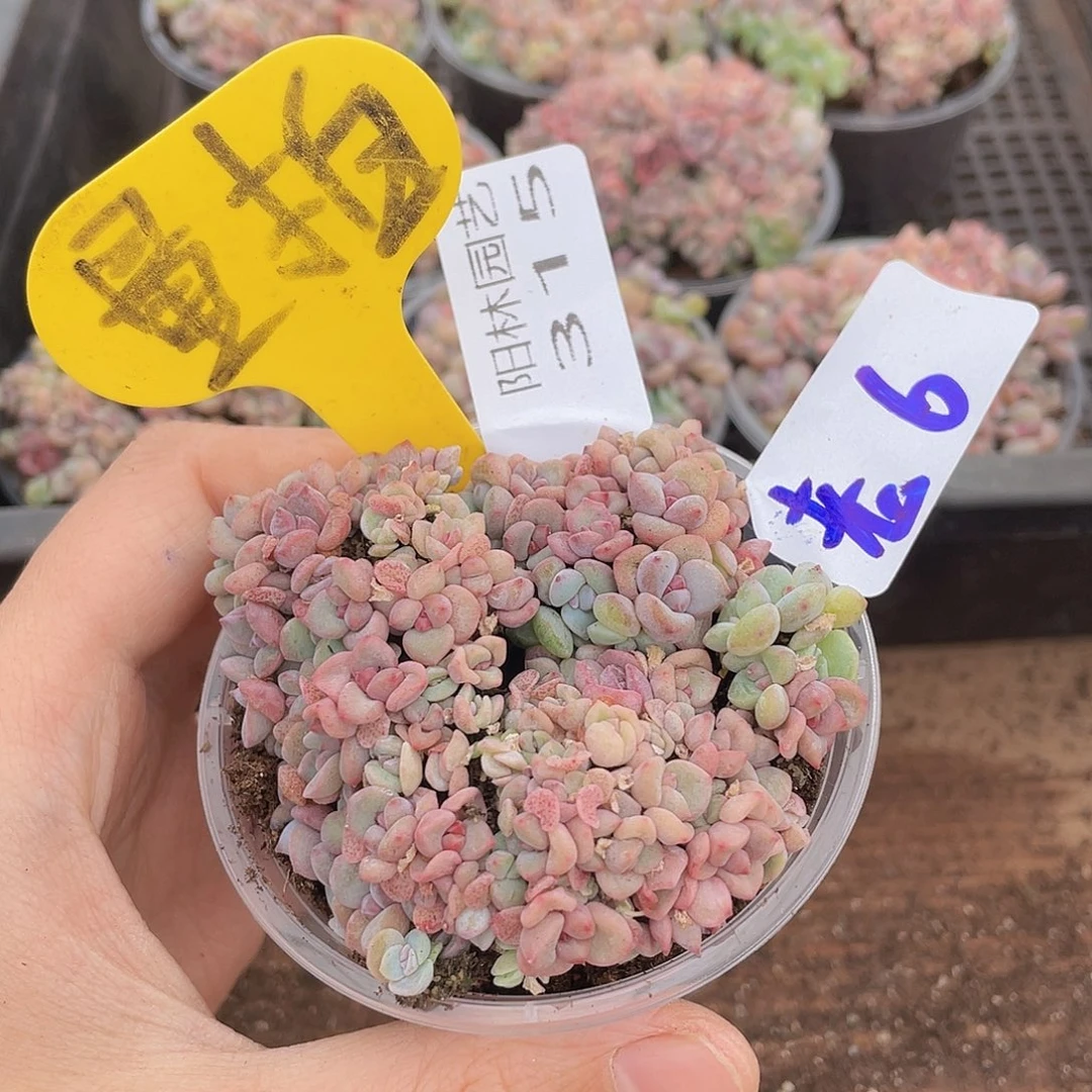 量拍多肉植物多肉植物315