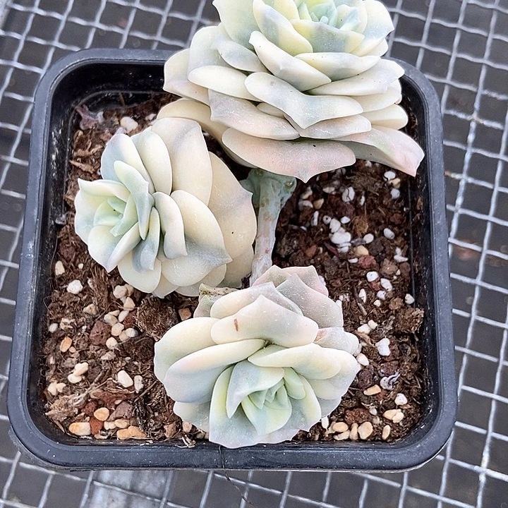 可爱玫瑰白锦一物一拍