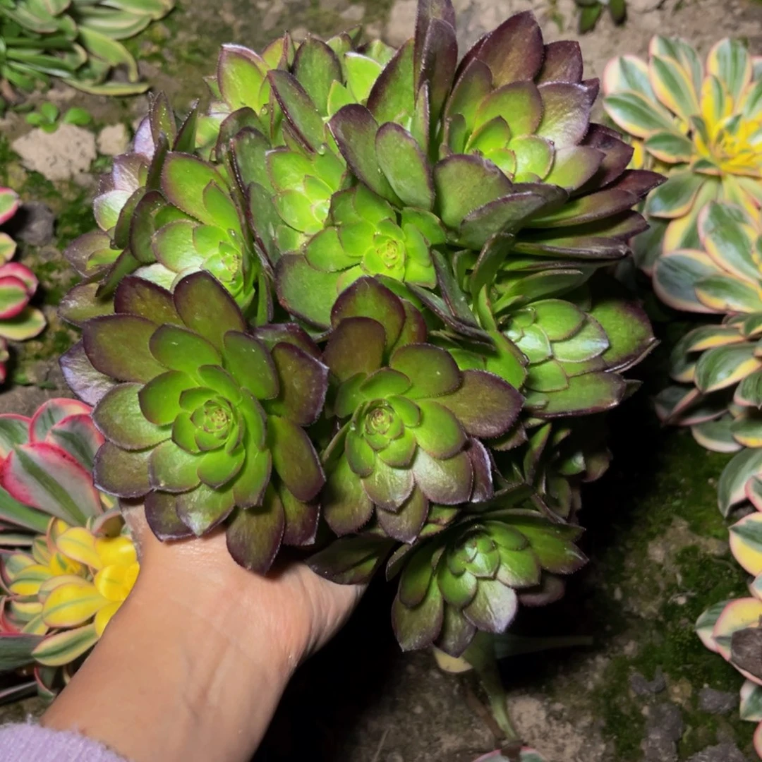 桃花石多肉植物捧花的