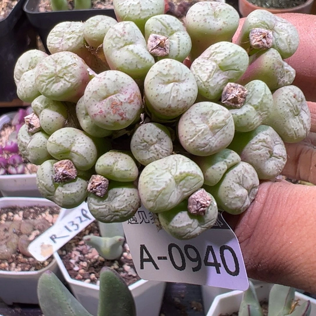 多肉植物111111111111111
