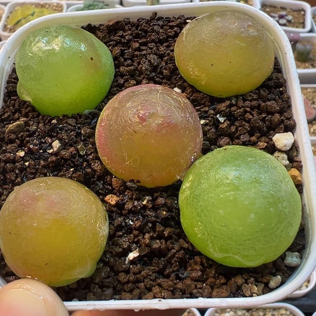 295多肉植物百科灯泡