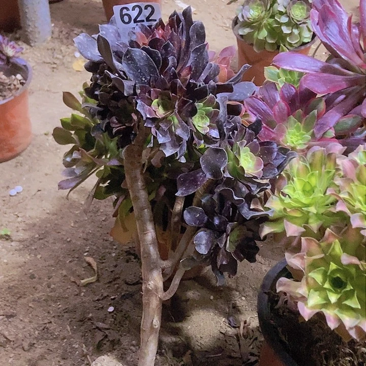 渝*622欧若拉老庄有断指