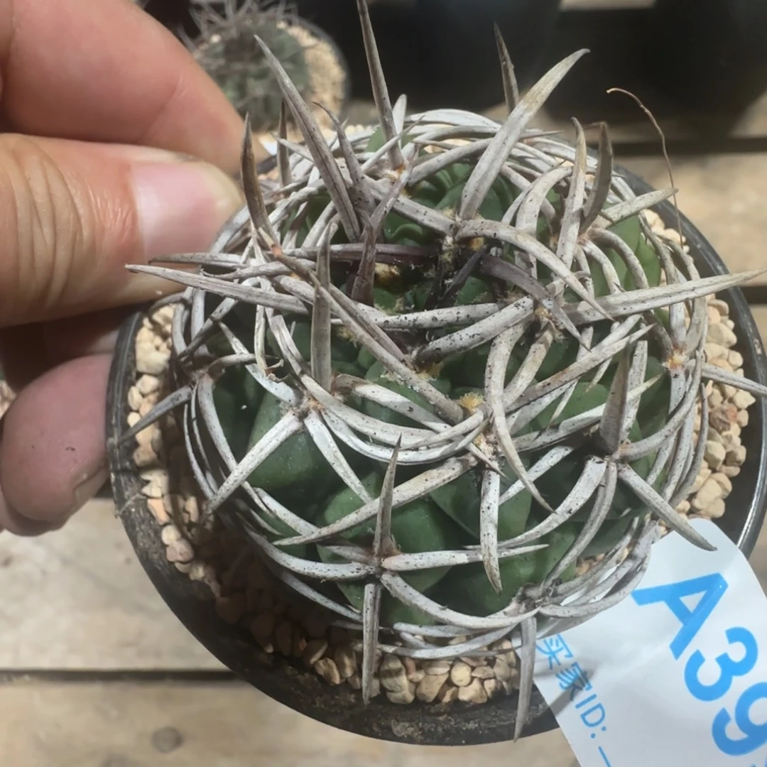 碧言玉 实生仙人球399