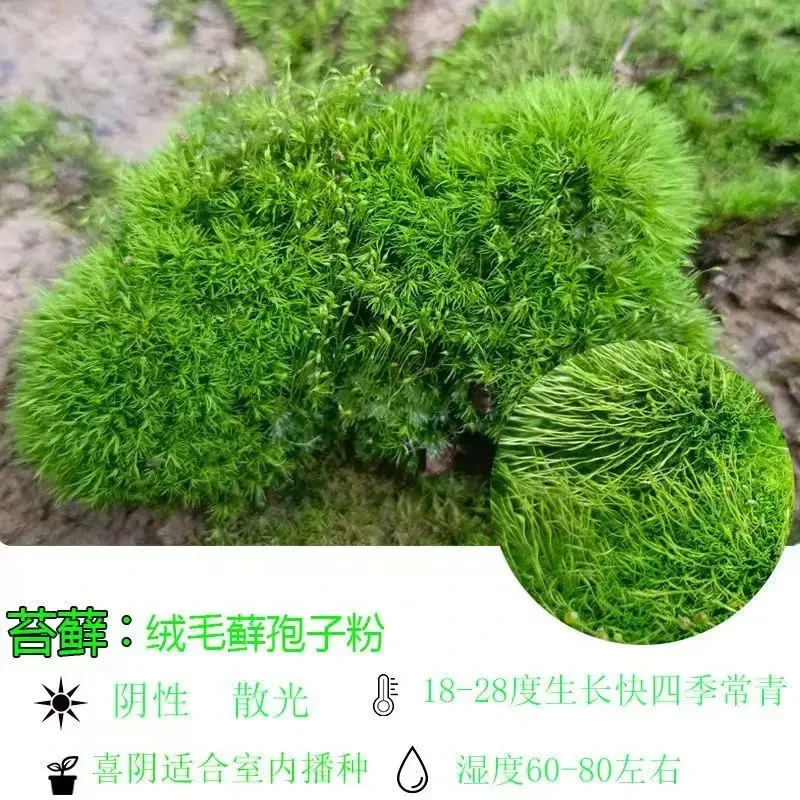 苔藓孢子粉四季鲜活青苔绿植短绒吸水石种子微景观盆景造假山草籽