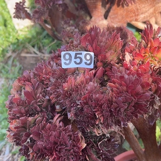 爱****?多肉植物一个有伤