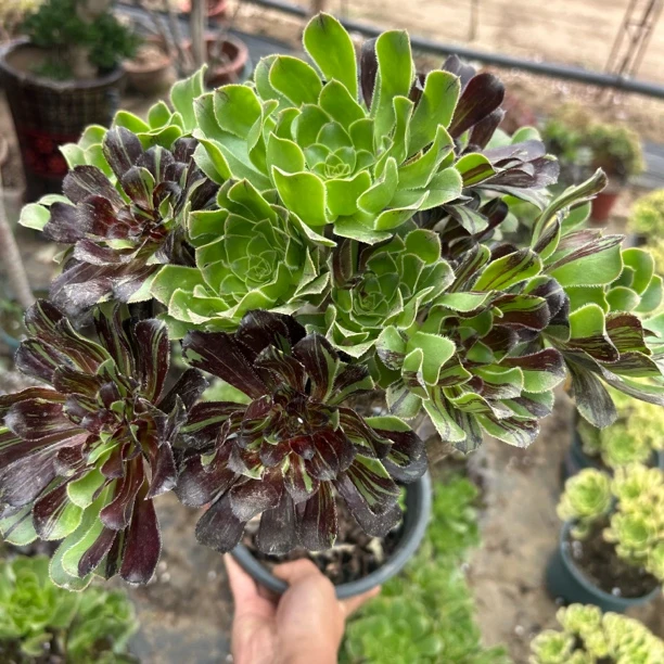 晴天家【水墨丹青】多肉法师，高端新品，高桩造型，好看好养