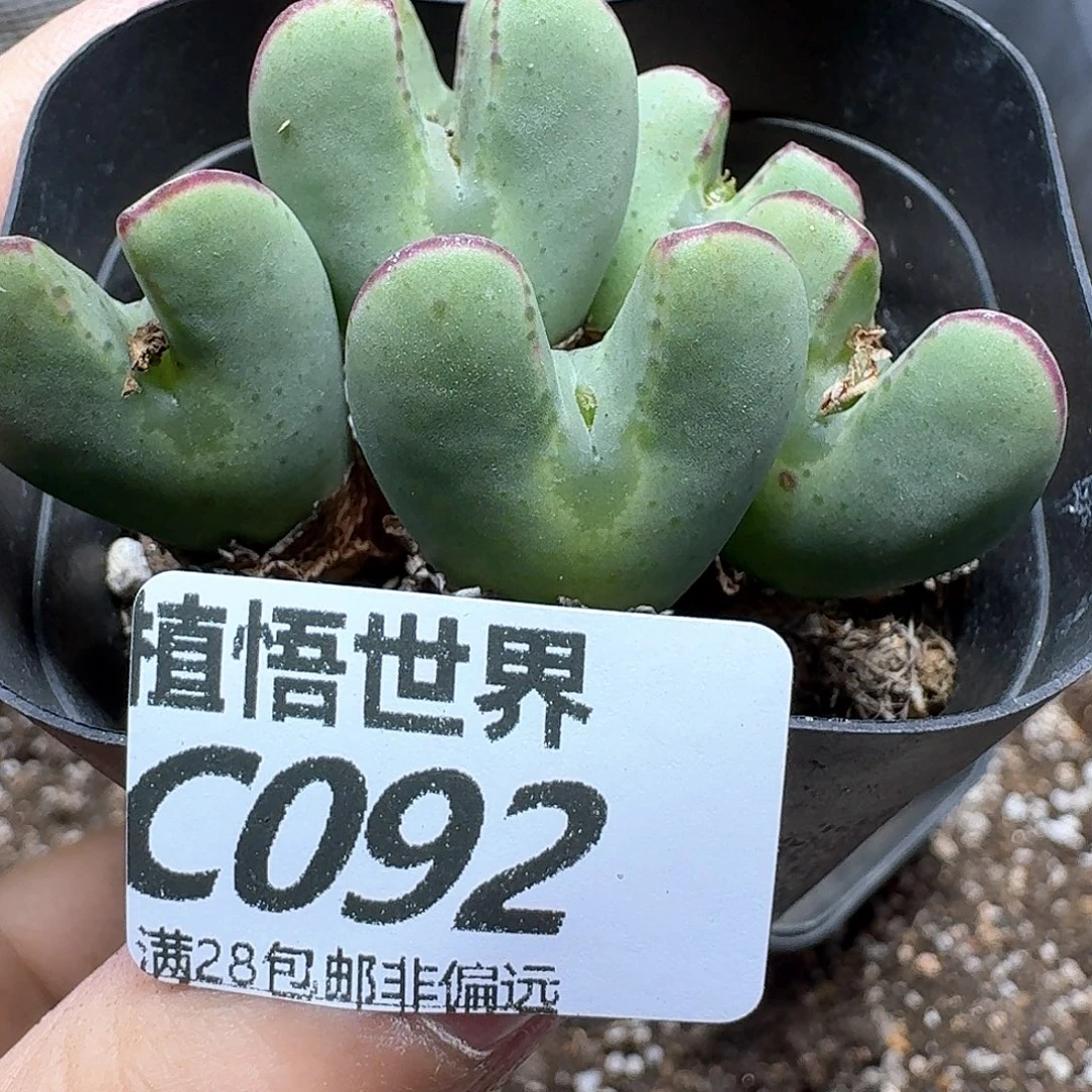 多肉植物的人生fhj