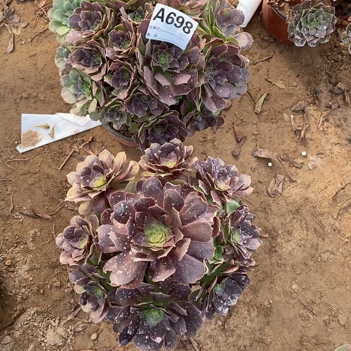 完全开放698组合套餐多肉植物
