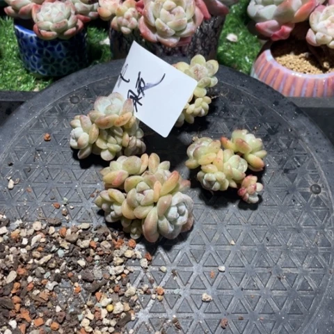 半颗专拍冰玉5头群生4颗