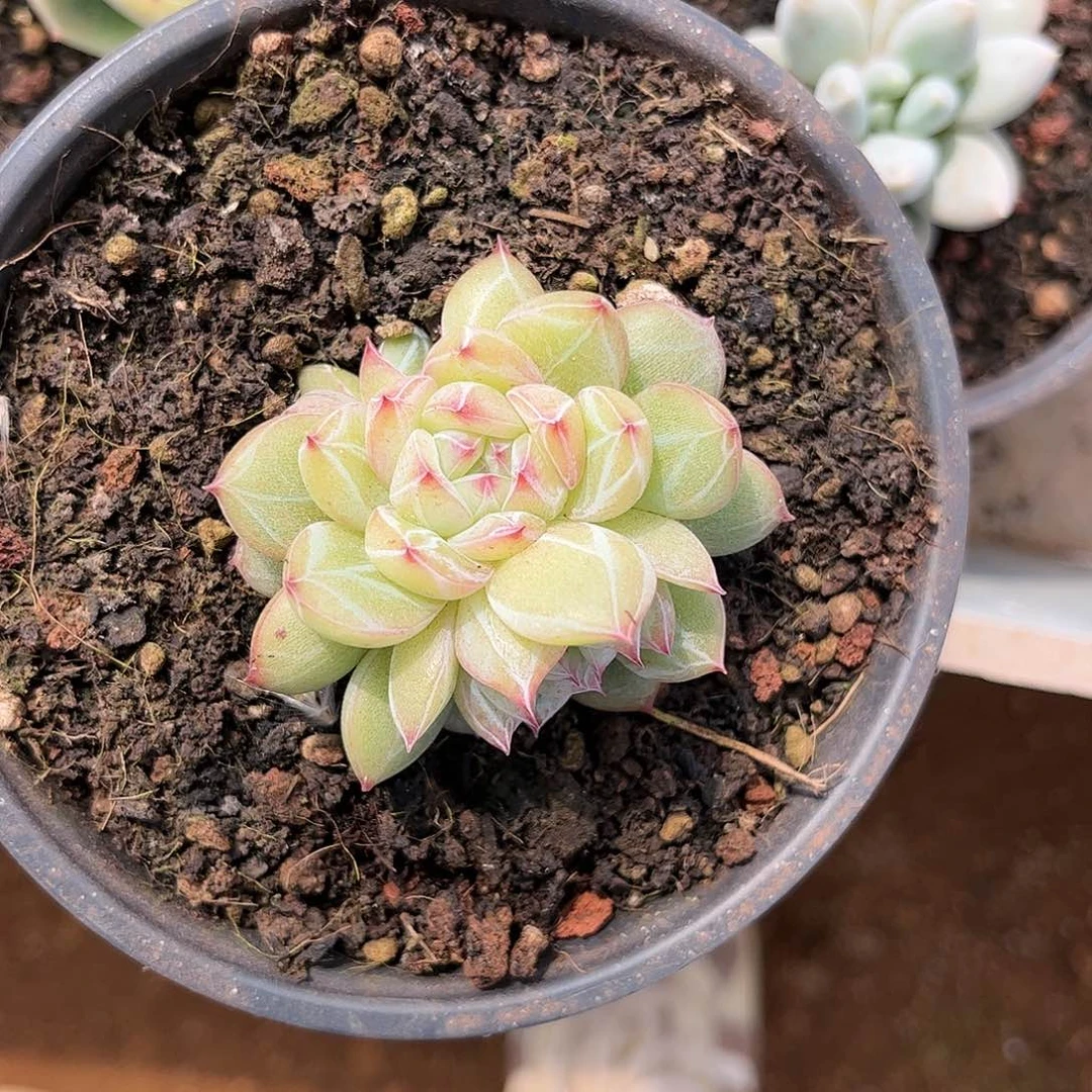 ?****k寄养链接的肉肉的肉肉的