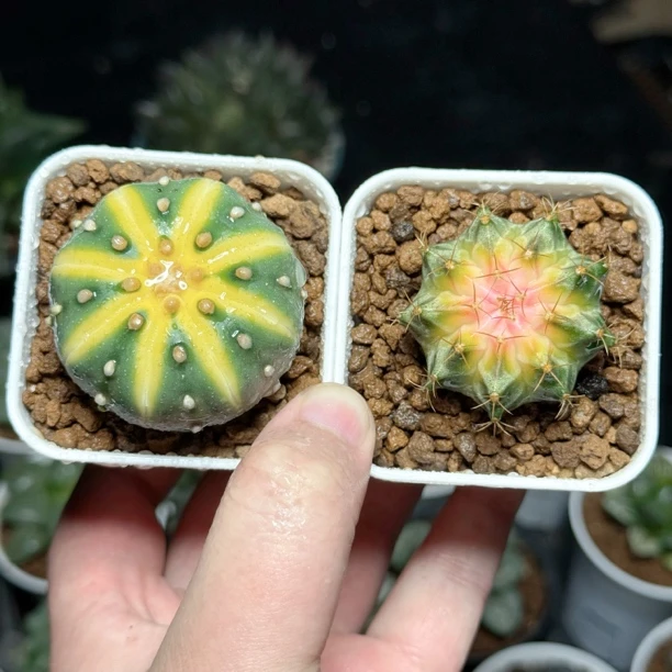 星兜锦仙人球➕送一颗肋骨牡丹仙人球多肉植物