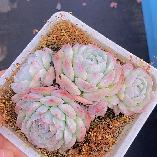 234多肉植物老桩