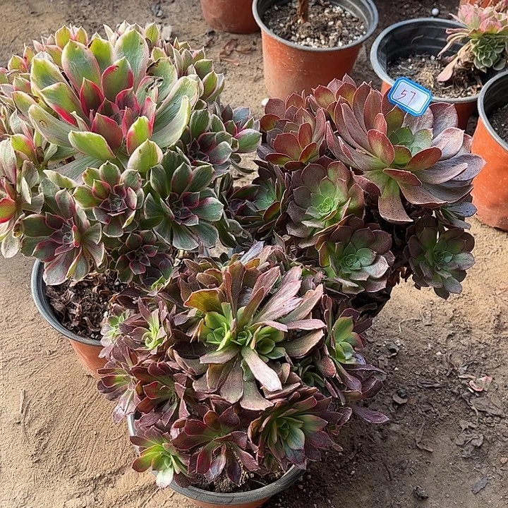 057多肉植物组合，