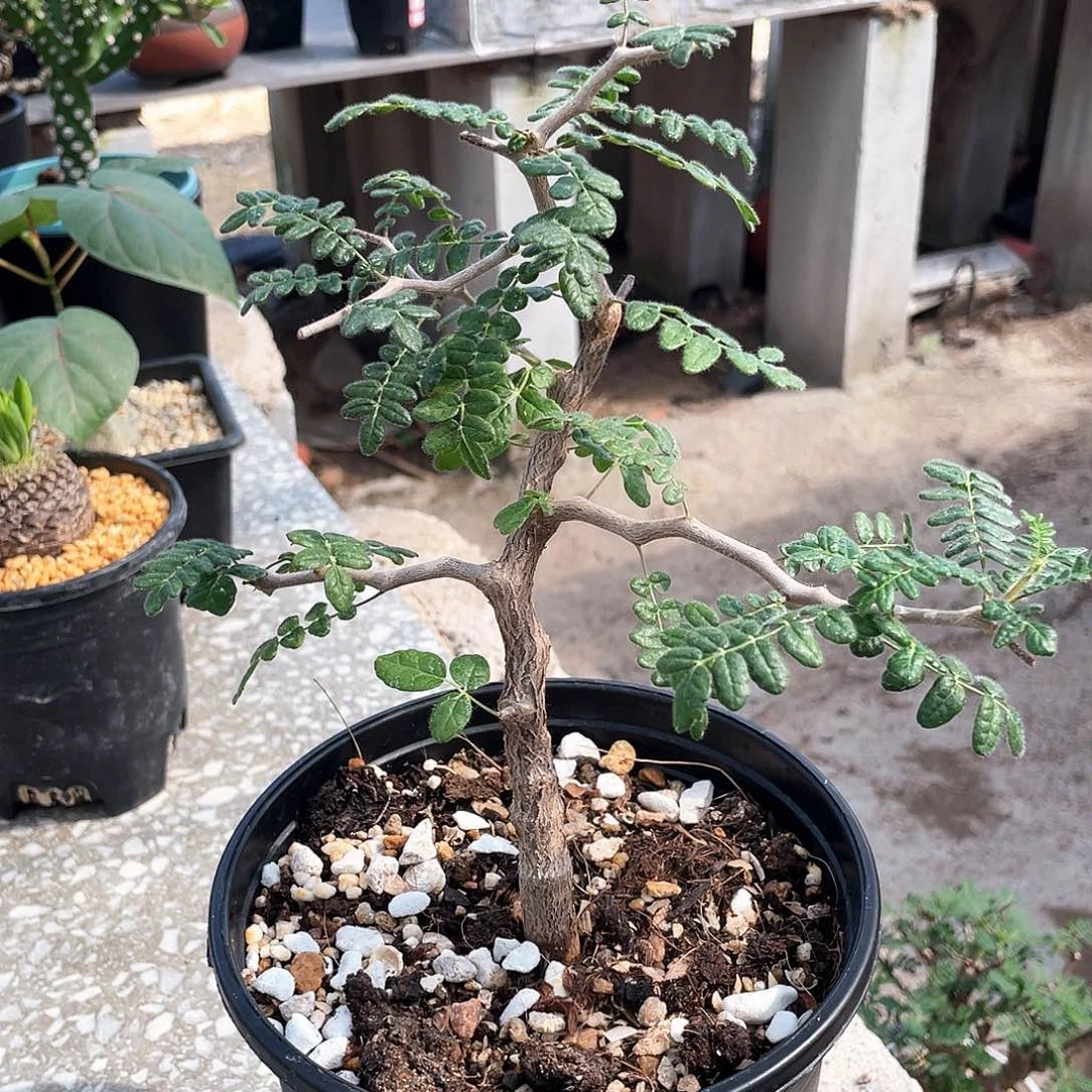 滔天橄榄666666666666