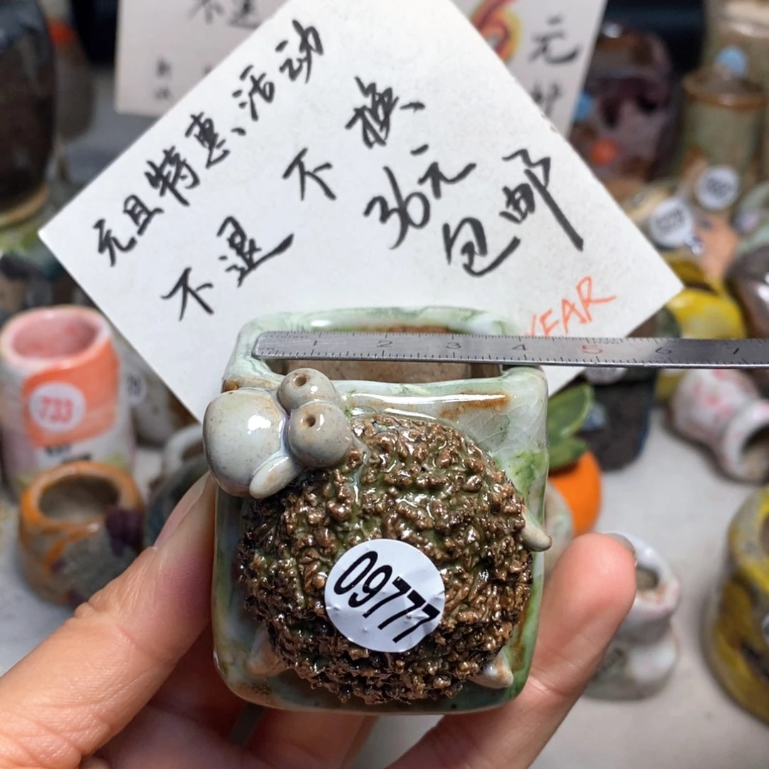 元旦特惠盆不退不换，原价78元一个