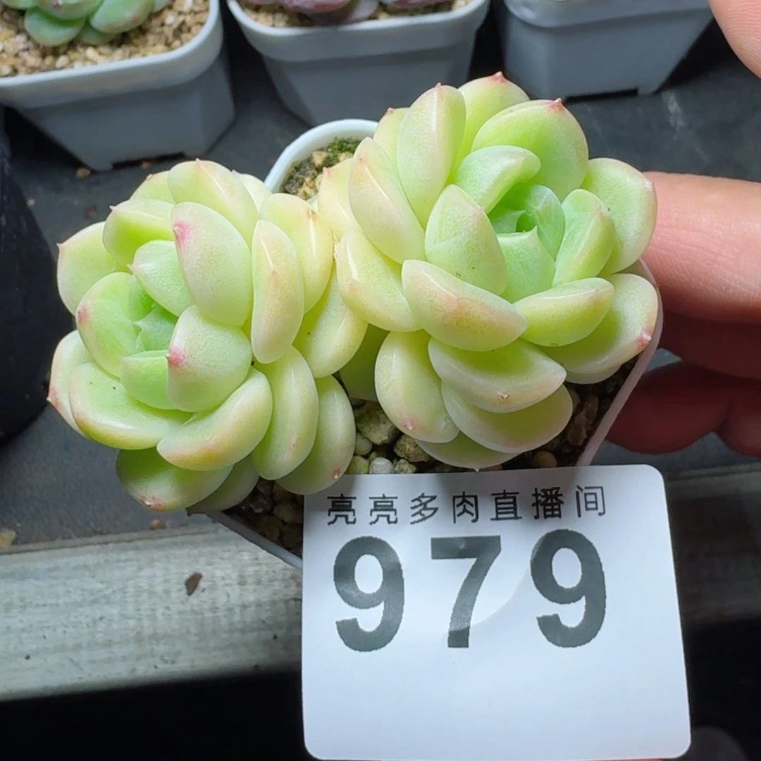 财富            精美多肉植物