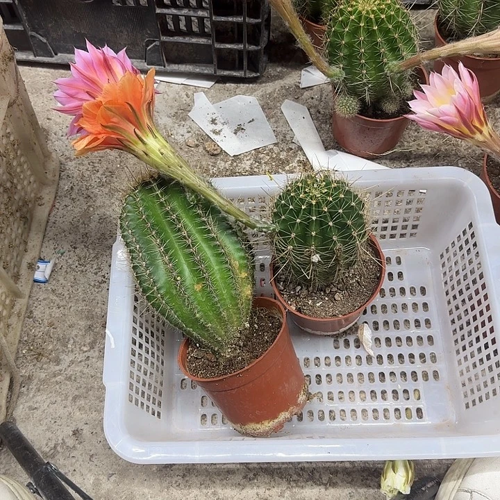流****无花朵彩草哈哈哈哈哈哈哈