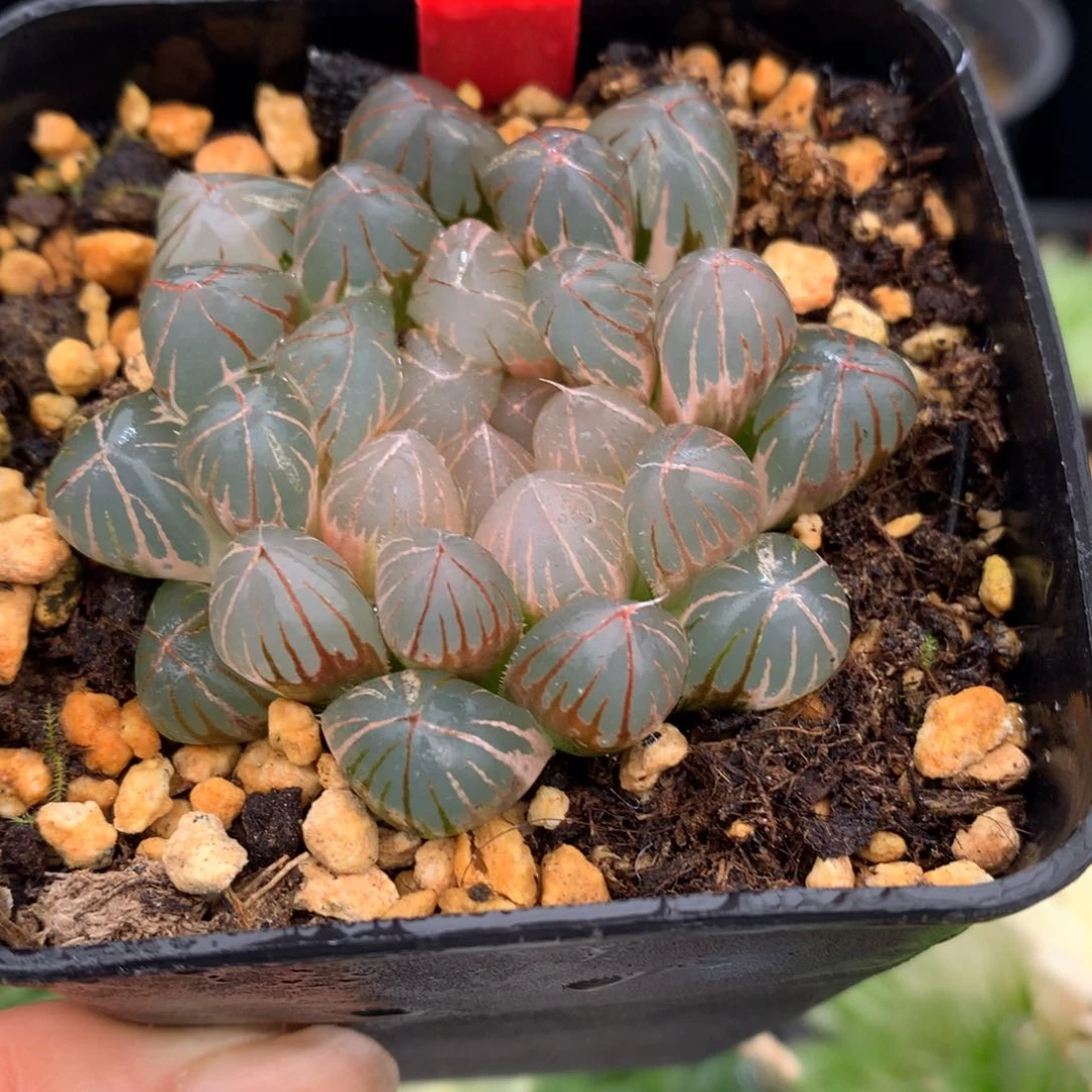 轩**飞霓虹灯玉露进，带盆发货