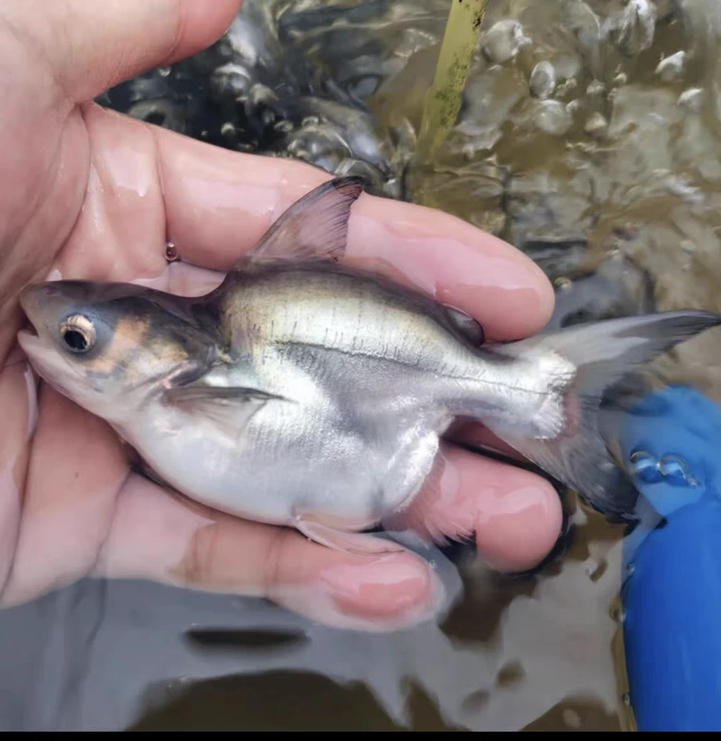 O号短身球鲨淡水鲨蓝鲨活体观赏鲨虎鲨大型热带鱼龙鱼虎鱼配鱼
