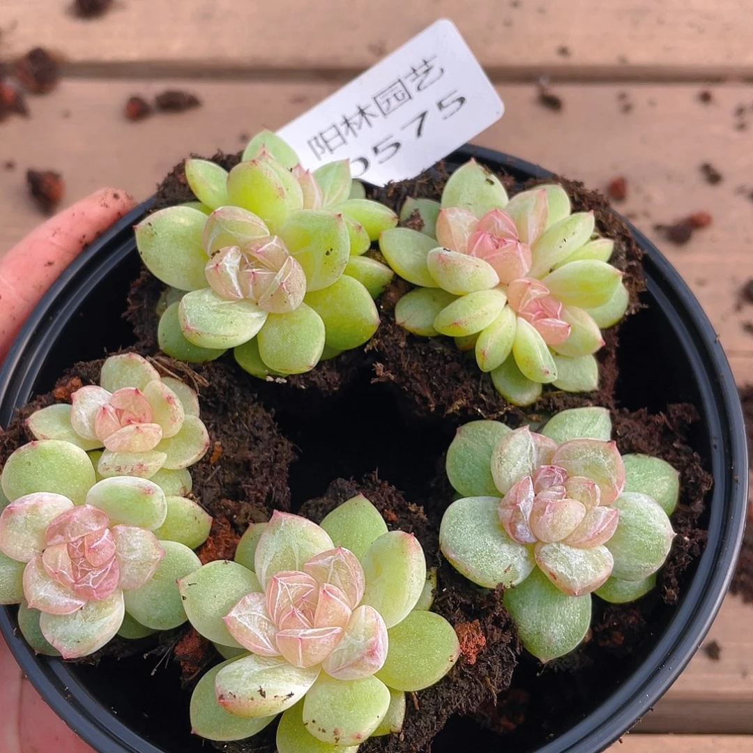 多肉植物多肉植物575